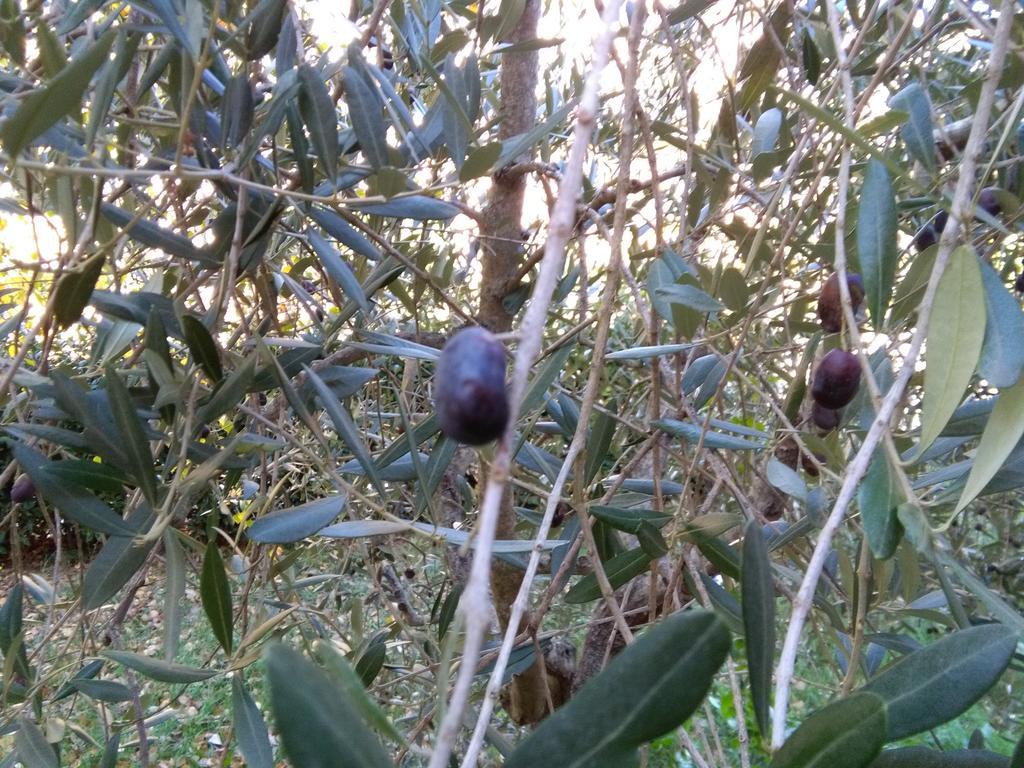 Il Gelsomino Del Perugino Villa Città della Pieve Dış mekan fotoğraf